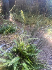 Struthiopteris spicant
