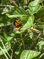 Phyciodes
