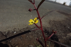 Ludwigia