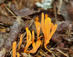 Clavulinopsis