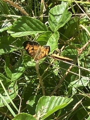 Phyciodes