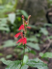 Lobelia cardinalis