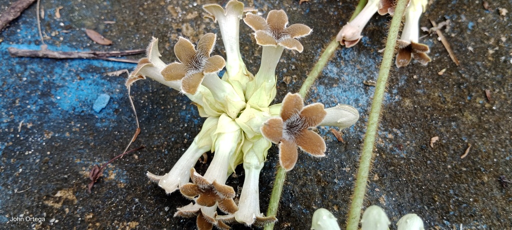 Macroscepis longiflora