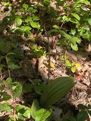 Cypripedium acaule