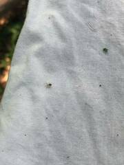 Araneae