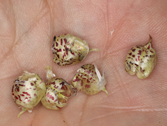 Astragalus lentiginosus semotus