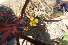 Ludwigia