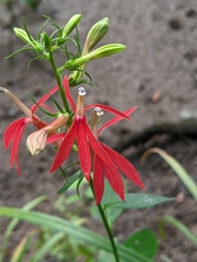 Lobelia cardinalis