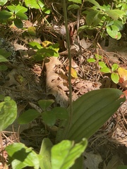 Cypripedium acaule