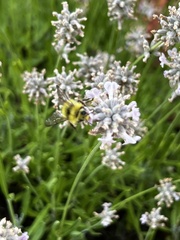 Bombus