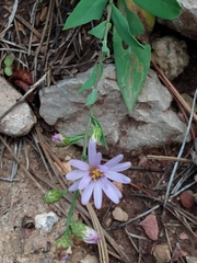Symphyotrichum laeve