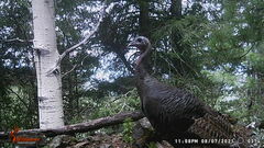 Meleagris gallopavo mexicana