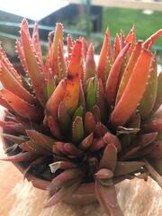 Aechmea fasciata