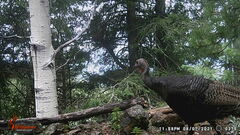 Meleagris gallopavo mexicana