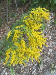Solidago juncea