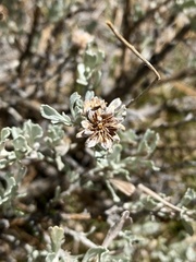 Rhopalomyia florella
