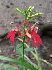 Lobelia cardinalis