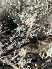 Rhopalomyia florella