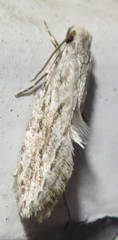 Nemapogon granella