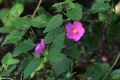 Pavonia lasiopetala