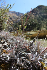 Tillandsia cauligera