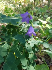 Campanula rotundifolia
