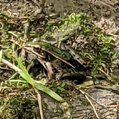 Lithobates