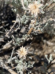 Rhopalomyia florella