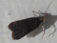 Dichomeris ochripalpella