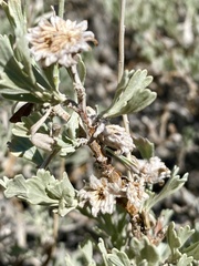 Rhopalomyia florella