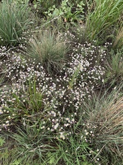 Erigeron modestus