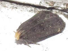 Dichomeris ochripalpella