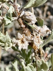 Rhopalomyia florella