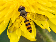 Meliscaeva cinctella