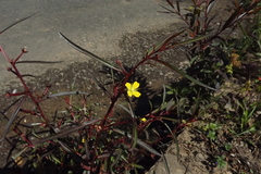 Ludwigia