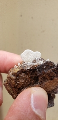 Crepidotus variabilis