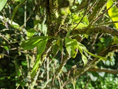 Liparis elliptica