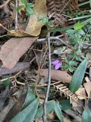 Tetratheca thymifolia