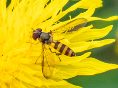 Meliscaeva cinctella