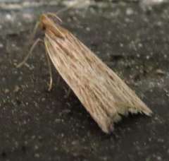 Helcystogramma hystricella