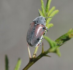 Megalostomis dimidiata