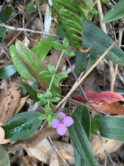 Tetratheca thymifolia