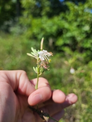 Oenothera filiformis