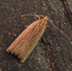 Helcystogramma hystricella