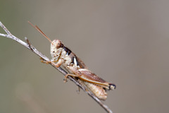 Melanoplus cinereus