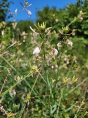 Oenothera filiformis