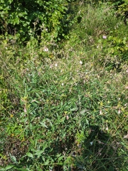 Oenothera filiformis