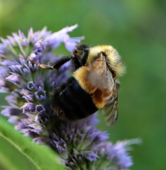 Bombus affinis