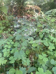 Boykinia occidentalis