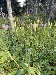 Sanguisorba canadensis